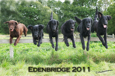 Edenbridge dogs