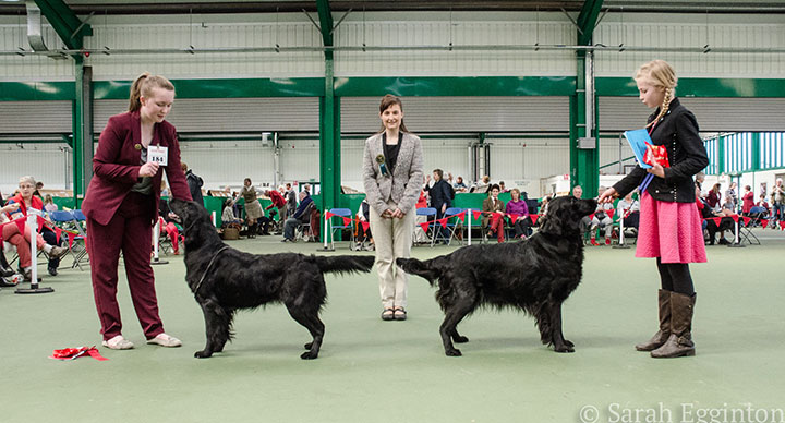 Breed show 12