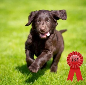 1st Puppy Competition