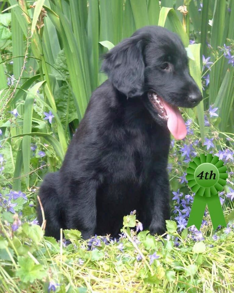 4th Puppy Photo Competition