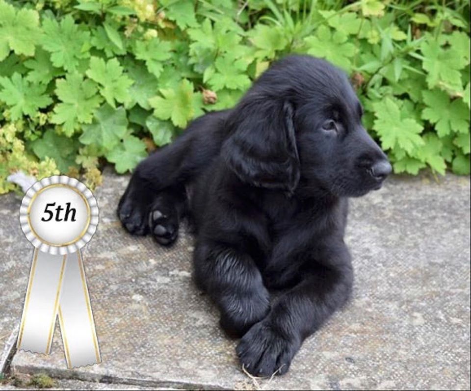 5th Puppy Photo Competition